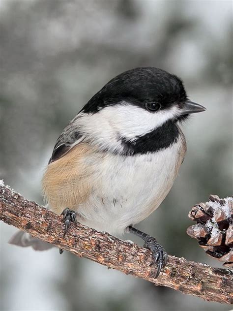 Pin on BIRDS