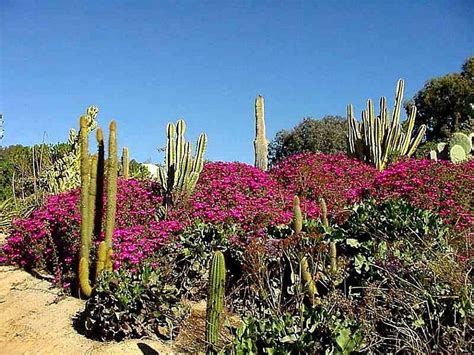 Free picture: cactus, flowers, desert, garden