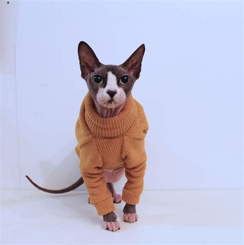 sphynx clothes clothes for cat clothers for animals pfinxcat #SphynxCat ...