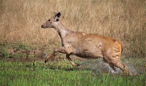 Wildlife - Bandhavgarh National Park on Behance