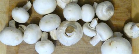 Edible Wild Food Blog » Wild Mushrooms and Vitamin B12