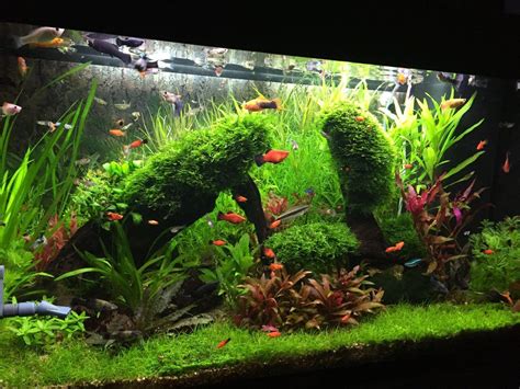 33 gallons planted tank (mostly live plants and fish) - Planted tank with live barriers | Fish ...