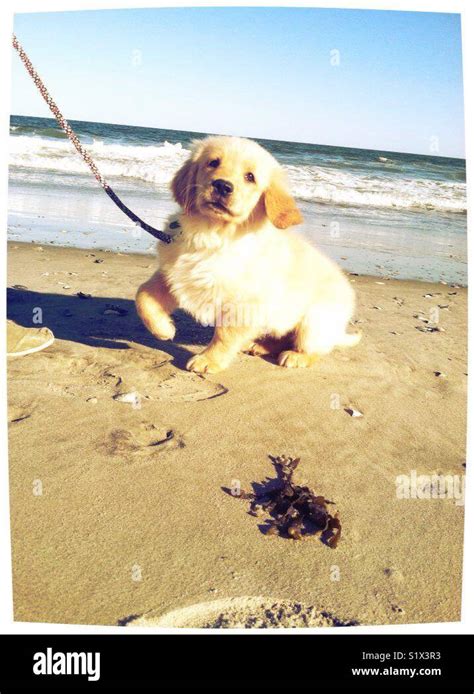 Golden retriever puppy at the beach Stock Photo - Alamy