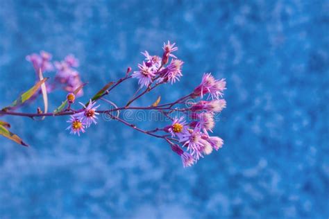 Autumn Meadow Flowers Sunrise Lilac Purple Blue Field Mountain Sunset Sunlight Stock Photo ...