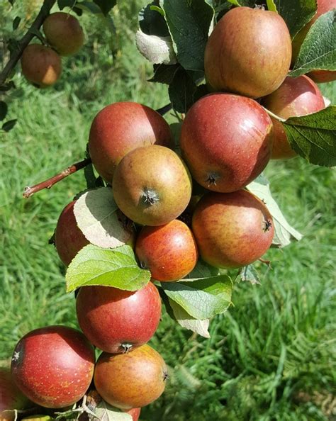 Ashton Bitter - Cider Apple £22.00 - Cider Apples - Bittersweet - Early ...