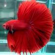 various betta fish for Android - Download