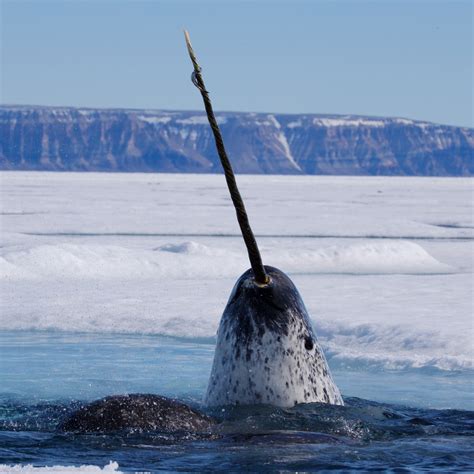 Narwhal, facts and photos