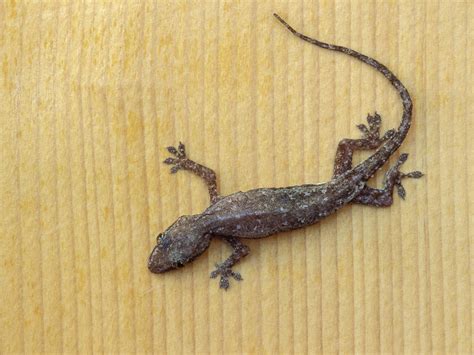 Schlegel's Japanese Gecko Wallpapers - Wallpaper Cave