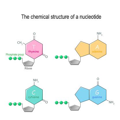 Cấu Trúc Hóa Học Của Một Nucleotide Bốn Bazơ Chính Được Tìm Thấy Trong ...