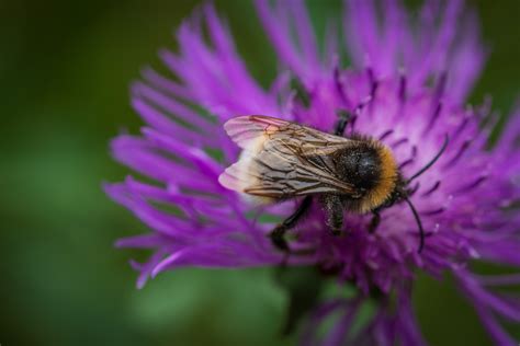 Bumblebee, Macro, Flower Knapweed Free Stock Photo - Public Domain Pictures