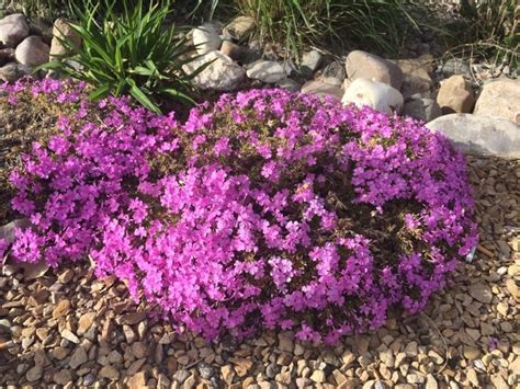 Moss Phlox (phlox subulata): This appears to be Moss Phlox, a perennial ground cover that blooms ...