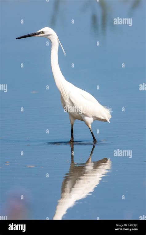 Little Egret, Egretta garzetta, It is a white bird with a slender black ...