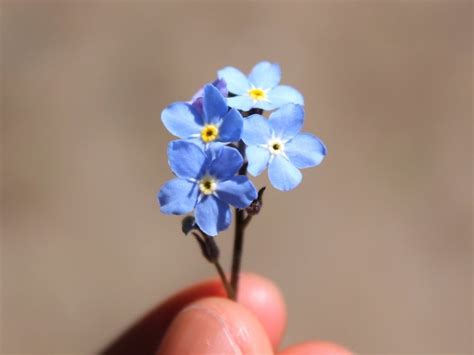 Forget-Me-Nots: Tips and Symbolism of These Pretty Blue Flowers - Farmers' Almanac