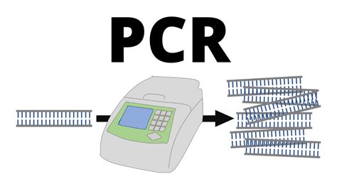 How PCR (Polymerase Chain Reaction) works explained in 1 minute - YouTube