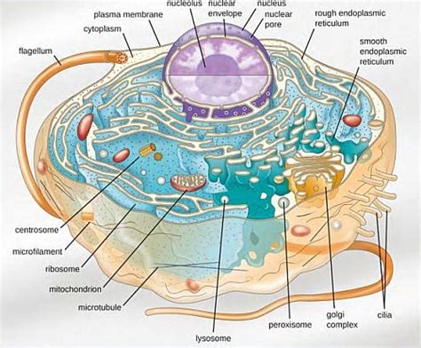 Microtubule Animal Cell