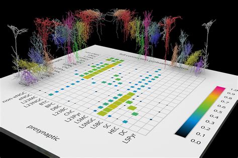 Detailed Mapping of Adult Cortex Reveals New | EurekAlert!