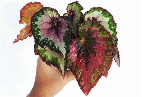 Rex begonia 🌿 🌸 Discover how to care for and enjoy this stunning ...