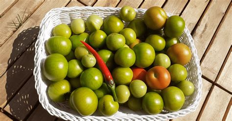 4 Ways To Ripen Green Tomatoes Indoors - Farmers' Almanac