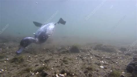 Tufted ducks underwater - Stock Video Clip - K007/1705 - Science Photo ...