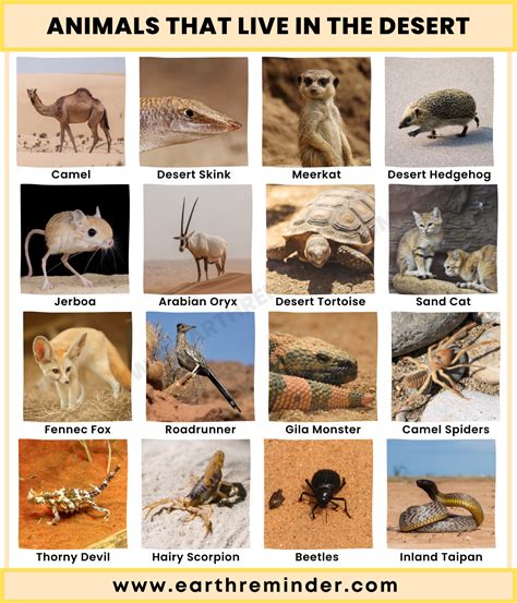 Animals That Live in The Desert | Desert ecosystem, Desert animals, Animals live in desert