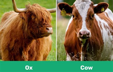 Ox vs Cow: What’s the Difference? (With Pictures) | Pet Keen