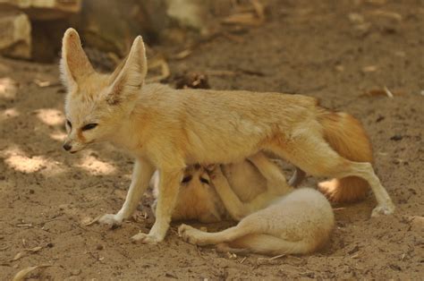 Fennec (Vulpes zerda) - ZooChat