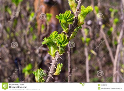 Briar stock image. Image of plant, thorns, botany, natural - 53003735