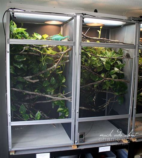 How To Set Up A Proper Chameleon Enclosure | Much Ado About Chameleons