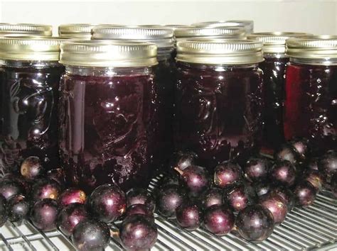 Muscadine Jelly Recipe With Liquid Pectin | Besto Blog