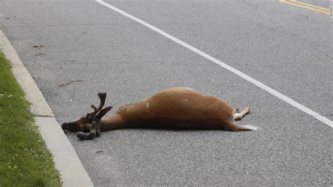 Some Californians may soon be able to eat their roadkill. That's ...