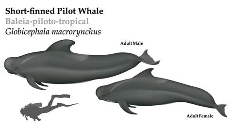 Short-finned Pilot Whale - The deep diving 'black fish' | Azores Whale Watching TERRA AZUL™