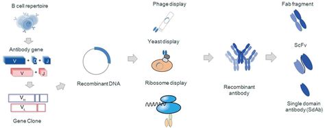 Definition and Production of Recombinant Antibody – Creative Biolabs Blog