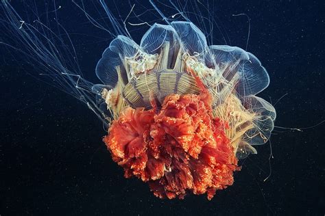 Cyanea capillata | Jellyfish photography, Colorful jellyfish, Underwater photography