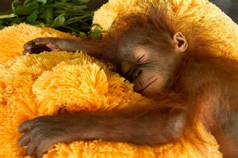 Totally Adorable Sleeping Baby Orangutan | Baby orangutan, Orangutan ...