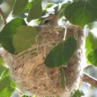 Warbling Vireo (Vireo gilvus) | BirdNote