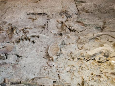 Seeing Fossils at the Quarry Exhibit Hall, Dinosaur National Monument ...