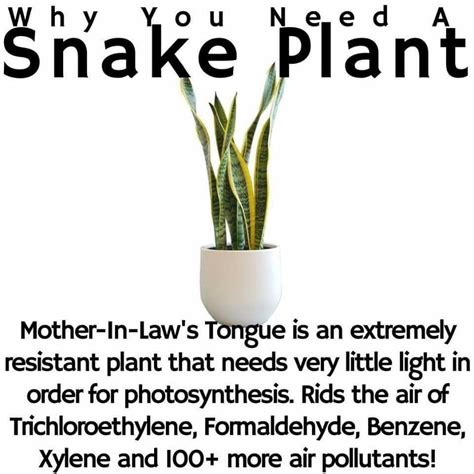 Pin by Deb Scheider on Gardening | Plant benefits, Snake plant, Plants