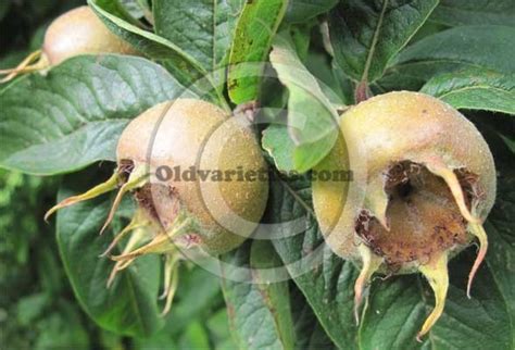 Common Medlar History and Description — Old Varieties