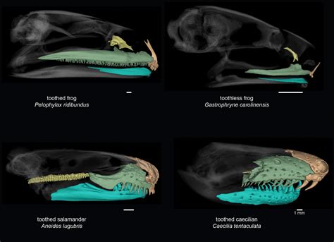 Taking a bite out of frog tooth evolution: Amphibian group has lost teeth more than 20 times ...