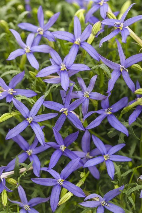 Beth's Blue® - Star Flower - Isotoma axillaris | Light purple flowers, Star flower, Flower landscape