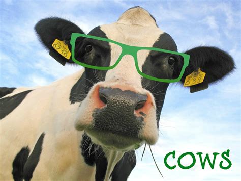 Funny Cow Wallpaper (62+ pictures) - WallpaperSet