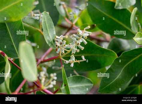 Flowers of White mangrove (Laguncularia racemosa), Paraty, Rio de ...