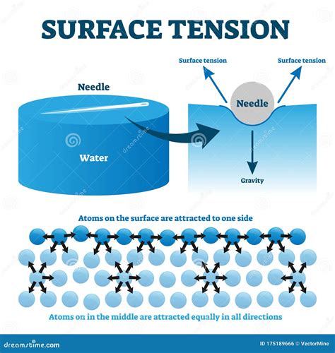 Surface Tension Explanation Vector Illustration Diagram Stock Vector ...