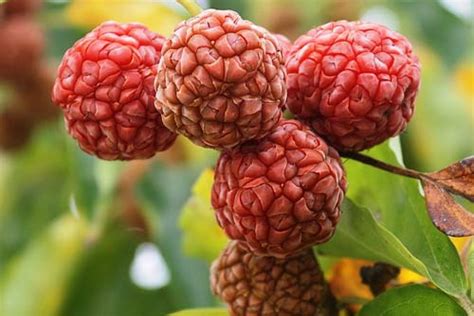 10+ Fruits That Start With Z