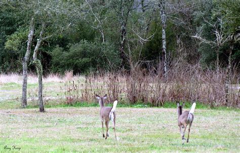 Whitetail Deer Running Away Photograph by Amy Hosp - Pixels