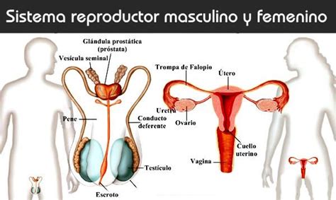 🥇 【 Sistema reproductor - Anatomía - Educación física