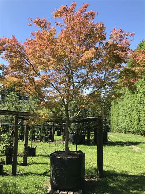 Acer palmatum dissectum Seiryu - Japanese lace leaf maple - Tauranga Tree Co