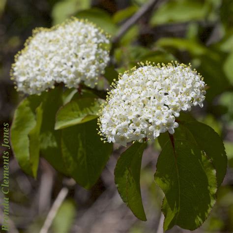 Blackhaw Viburnum