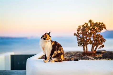 380+ Stunning Greek Cat Names That You Can Choose From