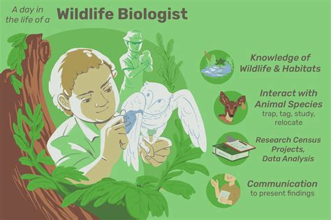 What Are the Top 10 Jobs in Wildlife and Conservation Biology? | Focusing on Wildlife